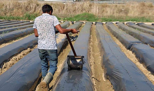 Aydın'da kış çileği hazırlıkları başladı