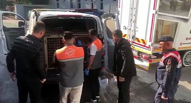 Jandarmadan köpek dövüşçülerine suçüstü