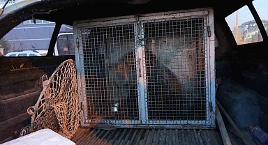 Kastamonu'da ilçenin maskotu haline gelen yavru ayılar, koruma altına alındı