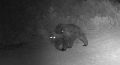 Ormanda yiyecek arayan ayı fotokapanda