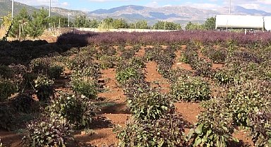 Reyhan tohuma bırakıldı, arılar bal üretti