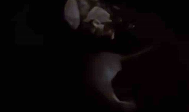 Yüksekova'da su samuru görüntülendi