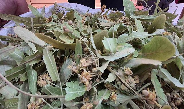 Geçen sene altınla yarışıyordu, bu yıl fiyatı düştü