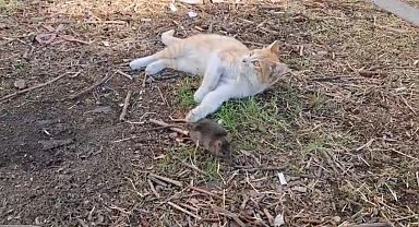 Kedi ile farenin dostluğu şaşırttı