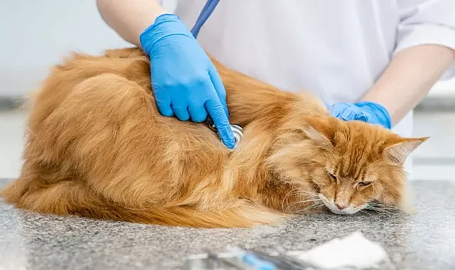 Kedide AIDS tespit edildi! İnsana bulaşır mı?