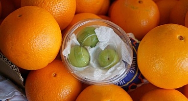 Bursa'da erik tezgaha düştü, fiyatı şok etti!