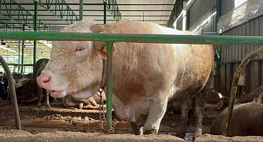 Bursa’da 1 tonluk boğanın fiyatı dudak uçuklattı!