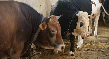 Kurbanlık alacaklara uyarı!