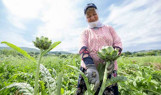 Bursa’nın tescilli lezzetinde hasat zamanı